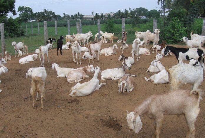 DBT-NIAB takes up project to help upscale goat production 