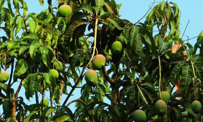 India expands mango export footprint to newer countries; GI certified Fazil mango shipped to Bahrain